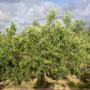 Arróniz Clon I-65<sup>®</sup> Árbol