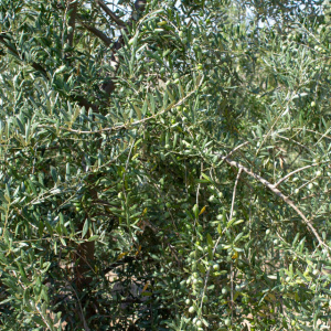 I-34<sup>P</sup> Detalle