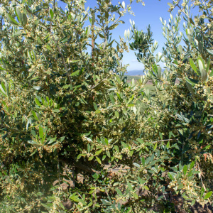 I-15<sup>P</sup> Detalle