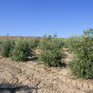 Arróniz Clon I-65<sup>®</sup> Líneo