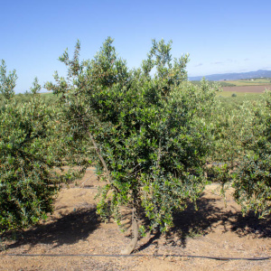 I-14<sup>P</sup> Árbol