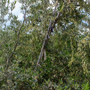 I-35<sup>P</sup> Detalle