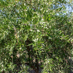 I-32<sup>P</sup> Detalle