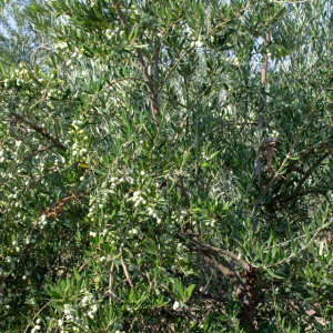 I-52<sup>P</sup> Detalle