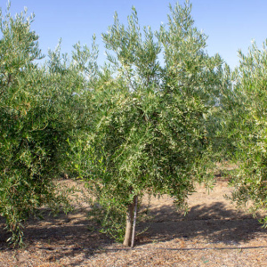 I-40<sup>P</sup> Árbol