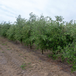 I-19<sup>P</sup> Líneo