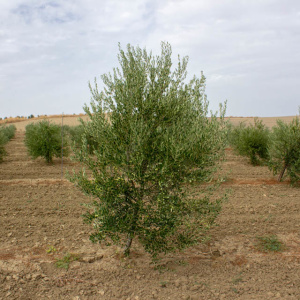 I-12<sup>P</sup> Árbol