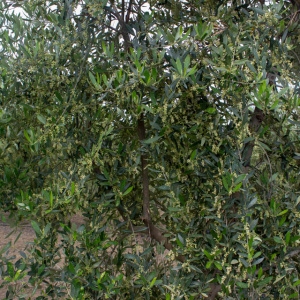 I-37<sup>P</sup> Detalle