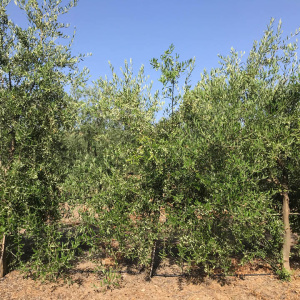 I-33<sup>P</sup> Árbol