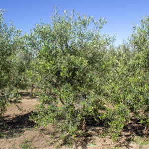 Leccino I-117<sup>®</sup> Árbol