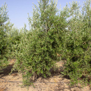 I-25<sup>P</sup> Árbol