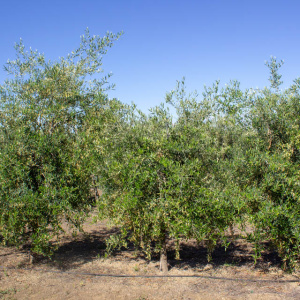 I-19<sup>P</sup> Árbol