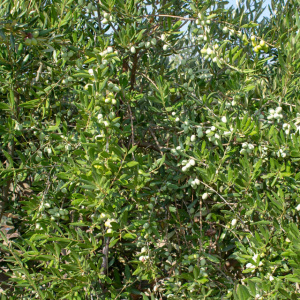 I-30<sup>P</sup> Detalle