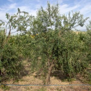 I-27<sup>P</sup> Árbol