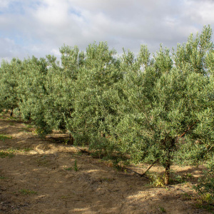 Imperial Clon I-23<sup>®</sup> Líneo