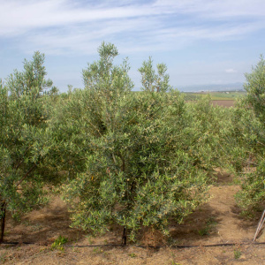 Imperial Clon I-23<sup>®</sup> Árbol