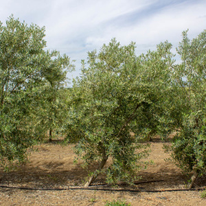 Picual I-11<sup>®</sup> Árbol