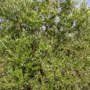 I-17<sup>P</sup> Detalle