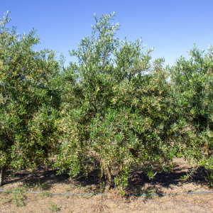 Arbosana Clon I-43<sup>®</sup> Árbol