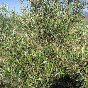 Cornezuelo Jaén I-58<sup>®</sup> Detalle