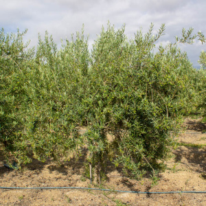 I-26<sup>P</sup> Árbol