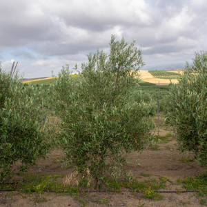 Cornezuelo Jaén I-58<sup>®</sup> Árbol