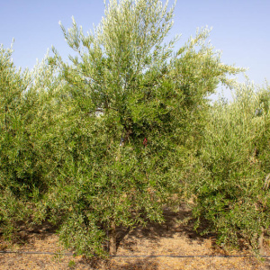 I-44<sup>P</sup> Árbol
