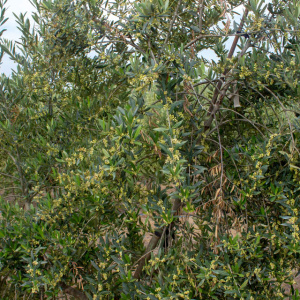 I-14<sup>P</sup> Detalle