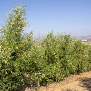 I-31<sup>P</sup> Líneo