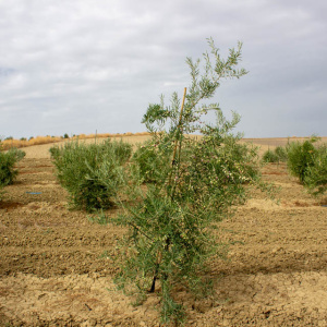 Callosina Clon I-69<sup>®</sup> Árbol