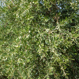 I-24<sup>P</sup> Detalle