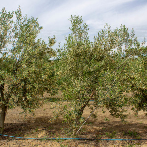 Cayon I-111<sup>®</sup> Árbol