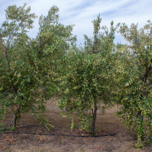 I-51<sup>P</sup> Árbol