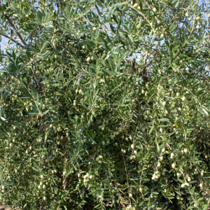 I-28<sup>P</sup> Detalle