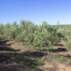 Cornezuelo Jaén I-58<sup>®</sup> Líneo