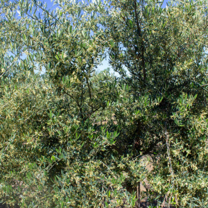 I-52<sup>P</sup> Detalle