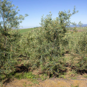 Callosina Clon I-69<sup>®</sup> Árbol