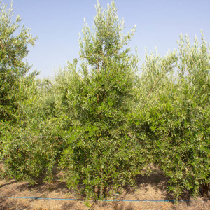 I-42<sup>P</sup> Árbol
