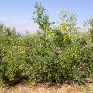 I-36<sup>P</sup> Árbol