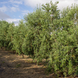 Arbequina Clon I-21<sup>®</sup> Líneo