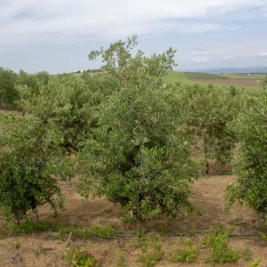 I-29<sup>P</sup> Árbol