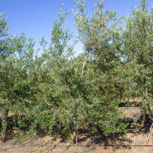 I-45<sup>P</sup> Árbol