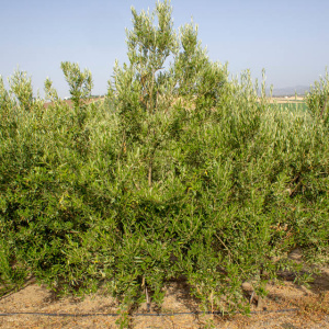 I-50<sup>P</sup> Árbol