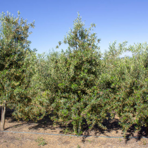I-42<sup>P</sup> Árbol