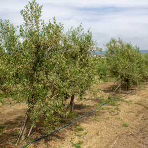 Cayon I-111<sup>®</sup> Líneo