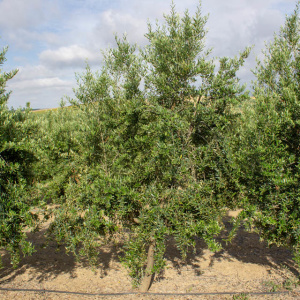 I-14<sup>P</sup> Árbol