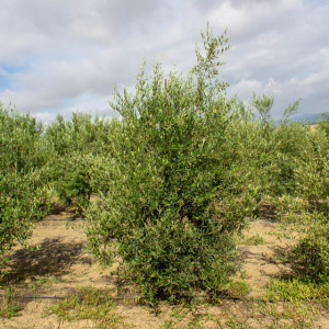 I-16<sup>P</sup> Árbol