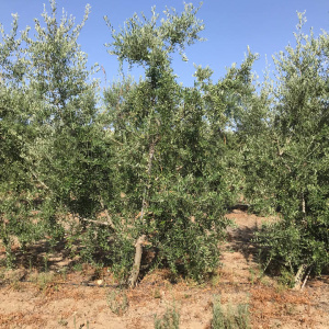 I-35<sup>P</sup> Árbol