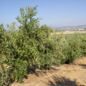 I-51<sup>P</sup> Líneo