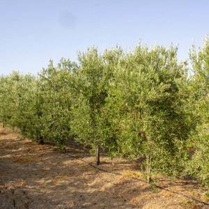 I-13<sup>P</sup> Líneo
